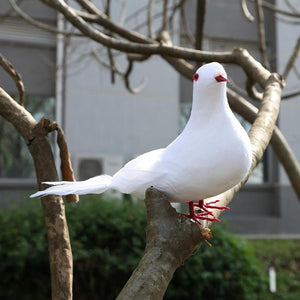 White Pigeon Bird
